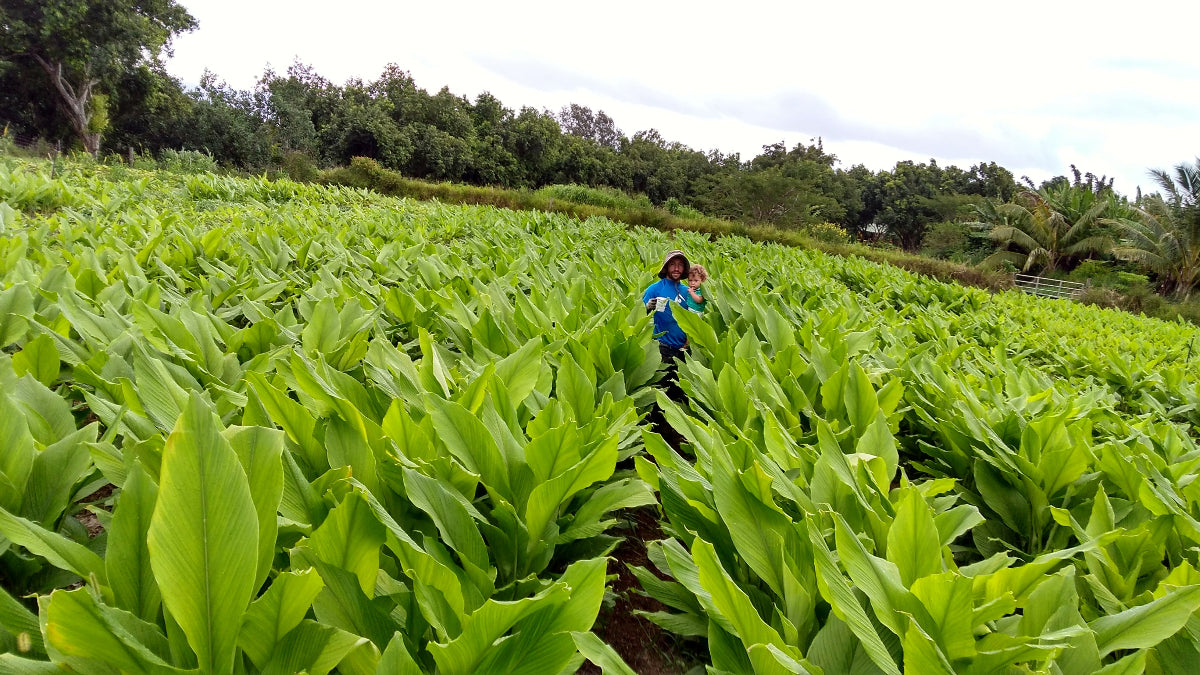 Organic fields of family farm hawaiian red turmeric Aina culture