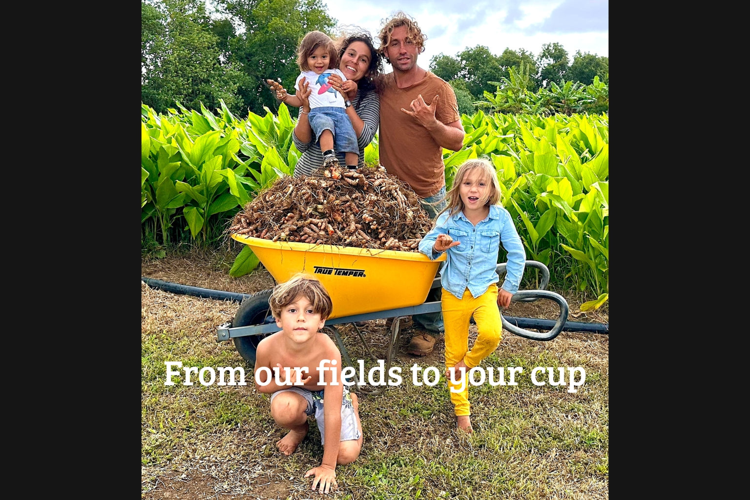 AiNA CULTURE ohana in front of the turmeric fields with wheel barrel full of  turmeric