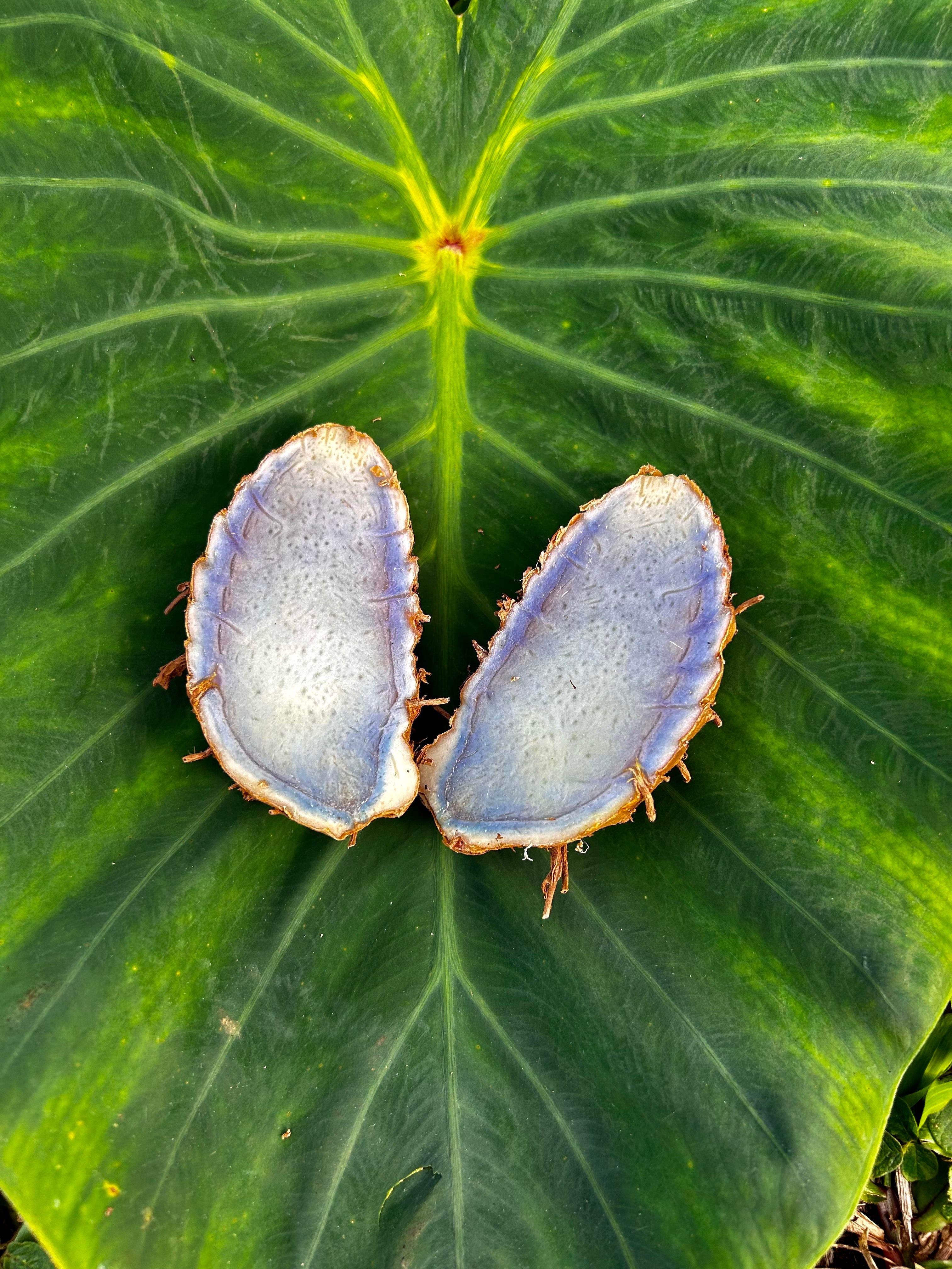 blue/black turmeric